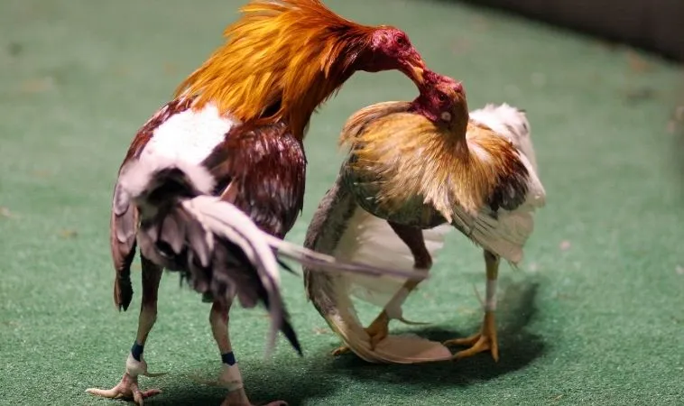 Sảnh đá gà WS168 tại 8KBet quy tụ nhiều trận đấu hấp dẫn